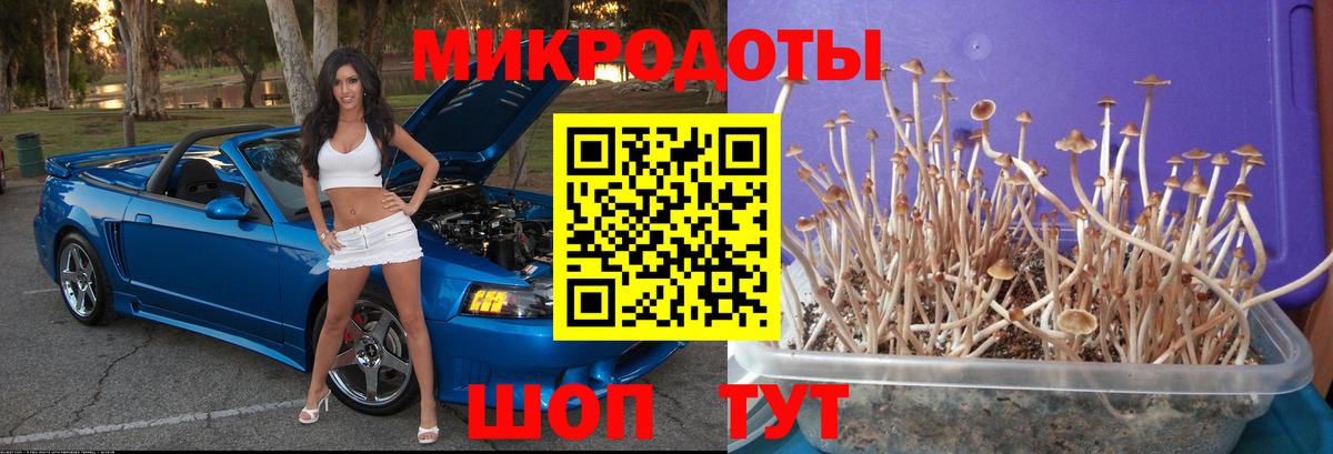 Галлюциногенные грибы Psilocybe  где купить наркоту  Торжок  Вход с VPN  Псилоцибиновые грибы Psilocybe 